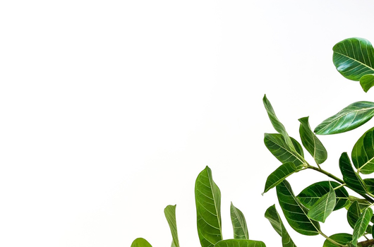 Farmer Jon's Popcorn